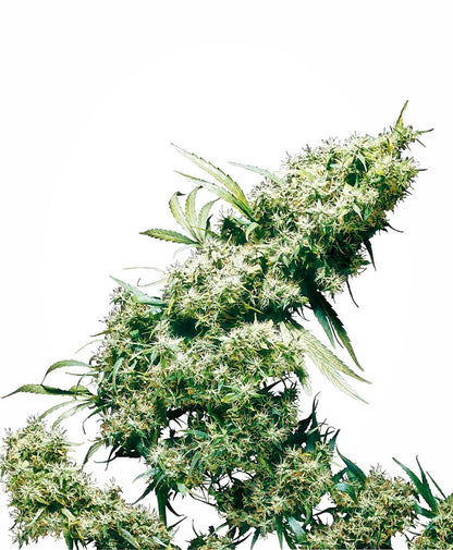Jamaican Pearl (Sensi Seeds) feminisiert Cannabis Samen von Sensi Seeds