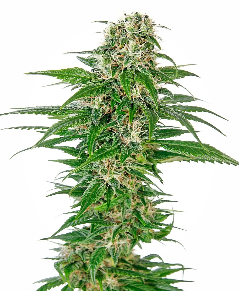 Early Skunk Auto (Sensi Seeds) Cannabis Samen von Sensi Seeds