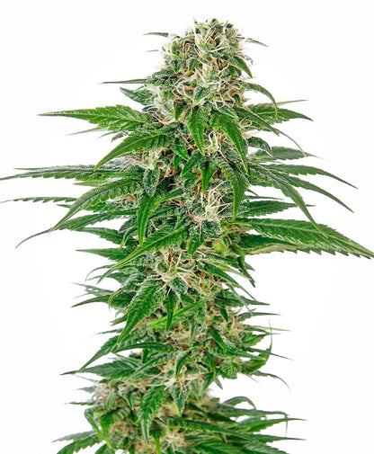 Early Skunk Auto (Sensi Seeds) Cannabis Samen von Sensi Seeds