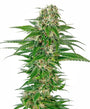 Early Skunk Auto (Sensi Seeds)