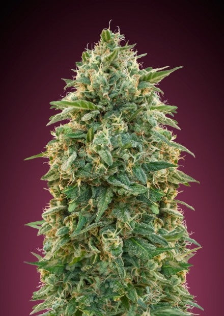 Amnesia (Advanced Seeds) feminisiert Cannabis Samen von Advanced Seeds