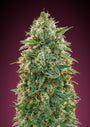 Amnesia (Advanced Seeds) feminisiert