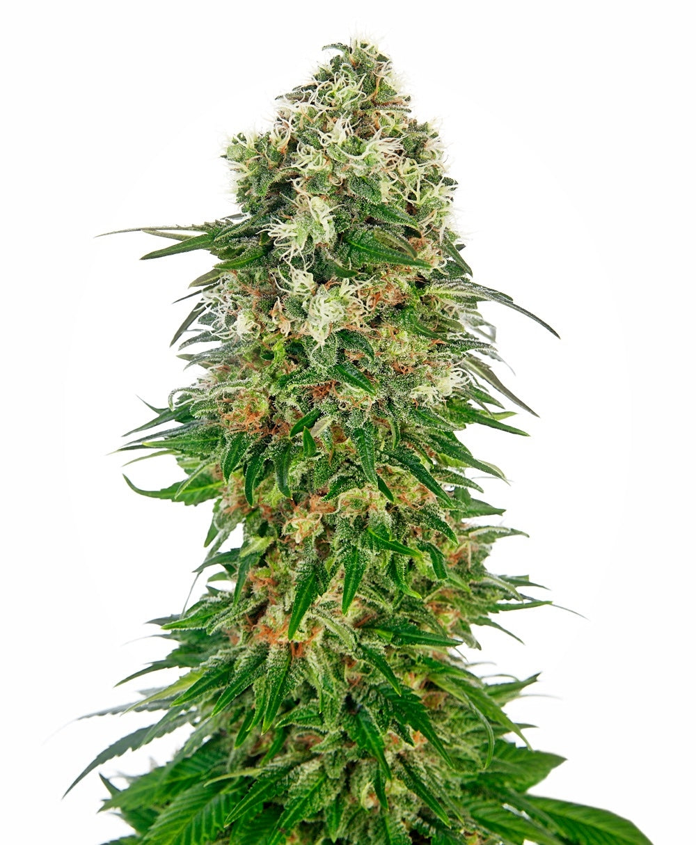 Shiva Skunk Auto (Sensi Seeds) Cannabis Samen von Sensi Seeds