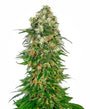 Shiva Skunk Auto (Sensi Seeds)