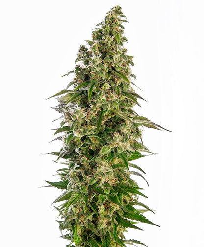 Afghani #1 Auto (Sensi Seeds) Cannabis Samen von Sensi Seeds