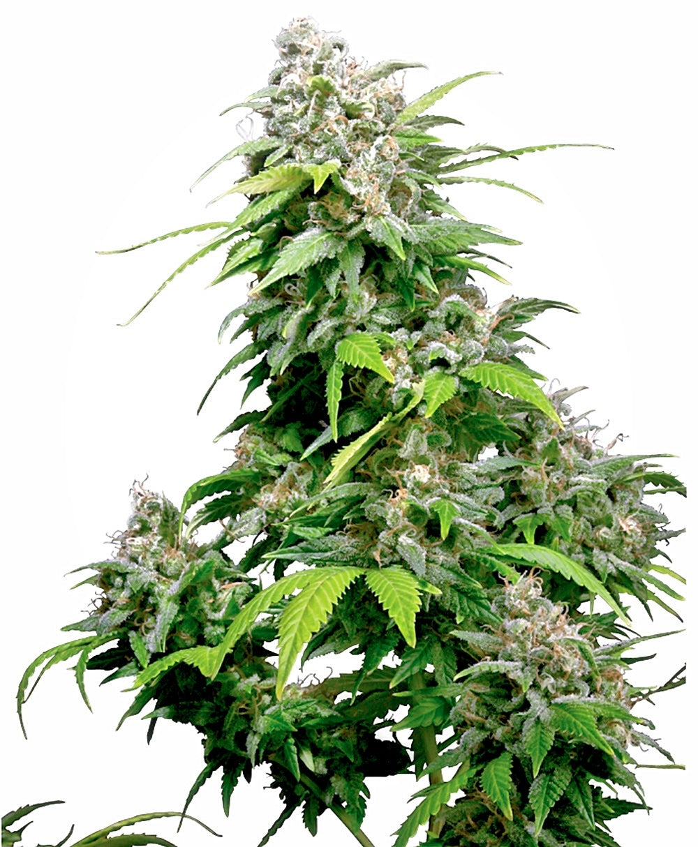 California Indica (Sensi Seeds) feminisiert Cannabis Samen von Sensi Seeds