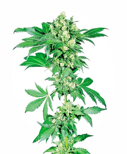 Afghani #1 (Sensi Seeds) feminisiert Cannabis Samen von Sensi Seeds