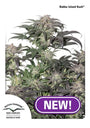 Bubba Island Kush (Dutch Passion) feminisiert