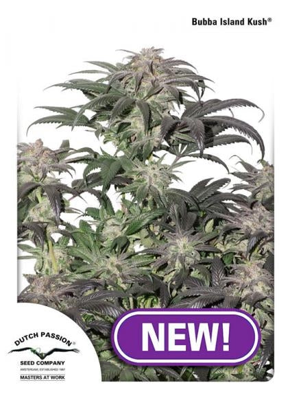 Bubba Island Kush (Dutch Passion) feminisiert Cannabis Samen von Dutch Passion