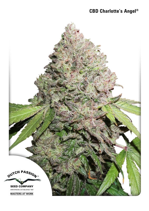 Charlotte's Angel CBD (Dutch Passion) feminisiert Cannabis Samen von Dutch Passion