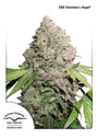 Charlotte's Angel CBD (Dutch Passion) feminisiert