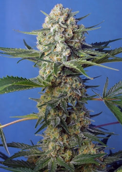 Crystal Candy F1 FAST Version (Sweet Seeds) feminisiert Cannabis Samen von Sweet Seeds