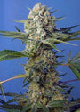 Crystal Candy F1 FAST Version (Sweet Seeds) feminisiert
