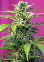 Chem Beyond Diesel CBD (Sweet Seeds) feminisiert