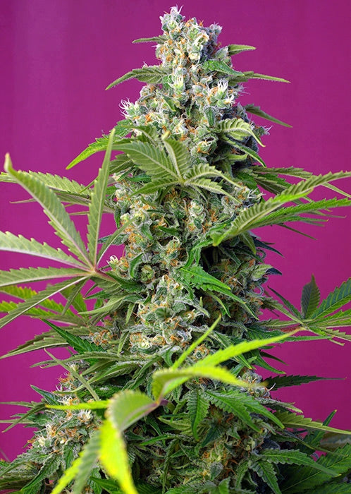 Gorilla Girl (Sweet Seeds) feminisiert Cannabis Samen von Sweet Seeds