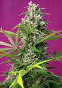 Gorilla Girl (Sweet Seeds) feminisiert