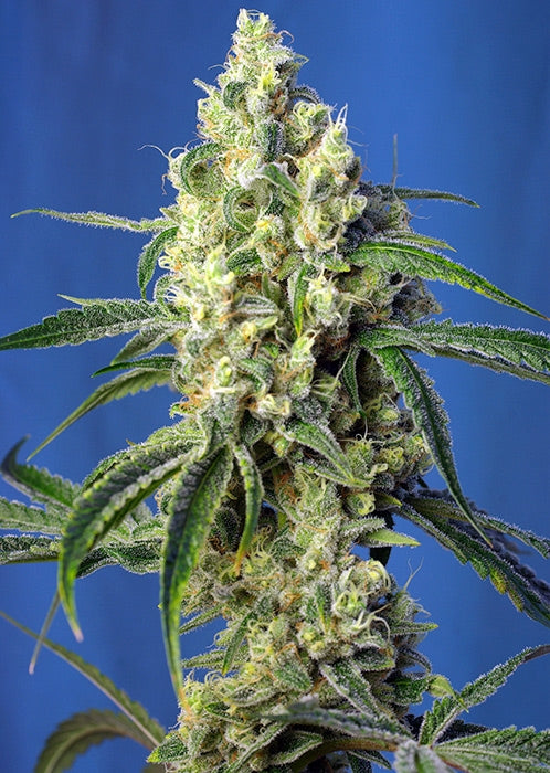 Green Poison CBD (Sweet Seeds) feminisiert Cannabis Samen von Sweet Seeds
