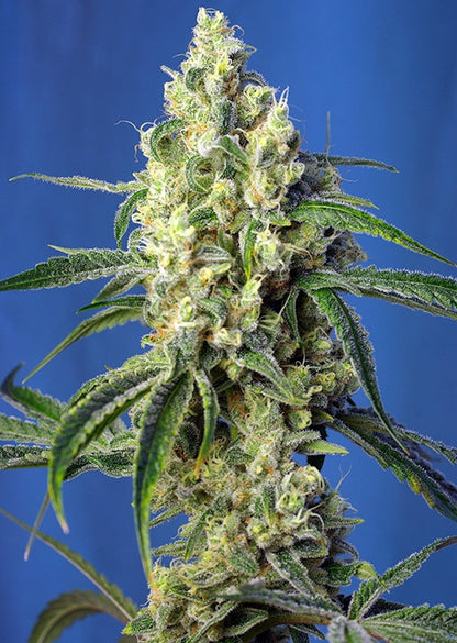 Green Poison CBD (Sweet Seeds) feminisiert Cannabis Samen von Sweet Seeds