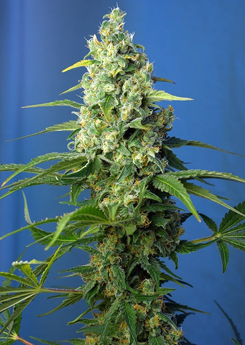 Honey Peach CBD Auto (Sweet Seeds) Cannabis Samen von Sweet Seeds
