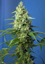 Honey Peach CBD Auto (Sweet Seeds)