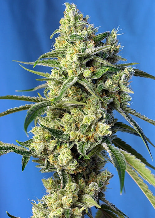 Sweet Amnesia Haze (Sweet Seeds) feminisiert Cannabis Samen von Sweet Seeds