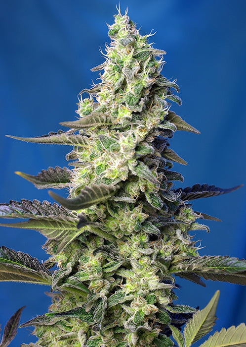 Green Poison XL Auto (Sweet Seeds) Cannabis Samen von Sweet Seeds