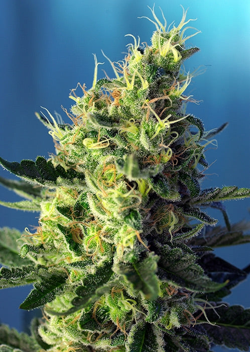 Sweet Pure CBD (Sweet Seeds) feminisiert Cannabis Samen von Sweet Seeds