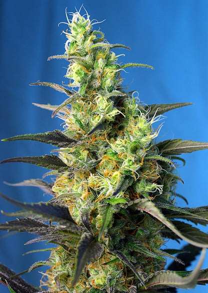 NYC Diesel CBD (Sweet Seeds) feminisiert Cannabis Samen von Sweet Seeds