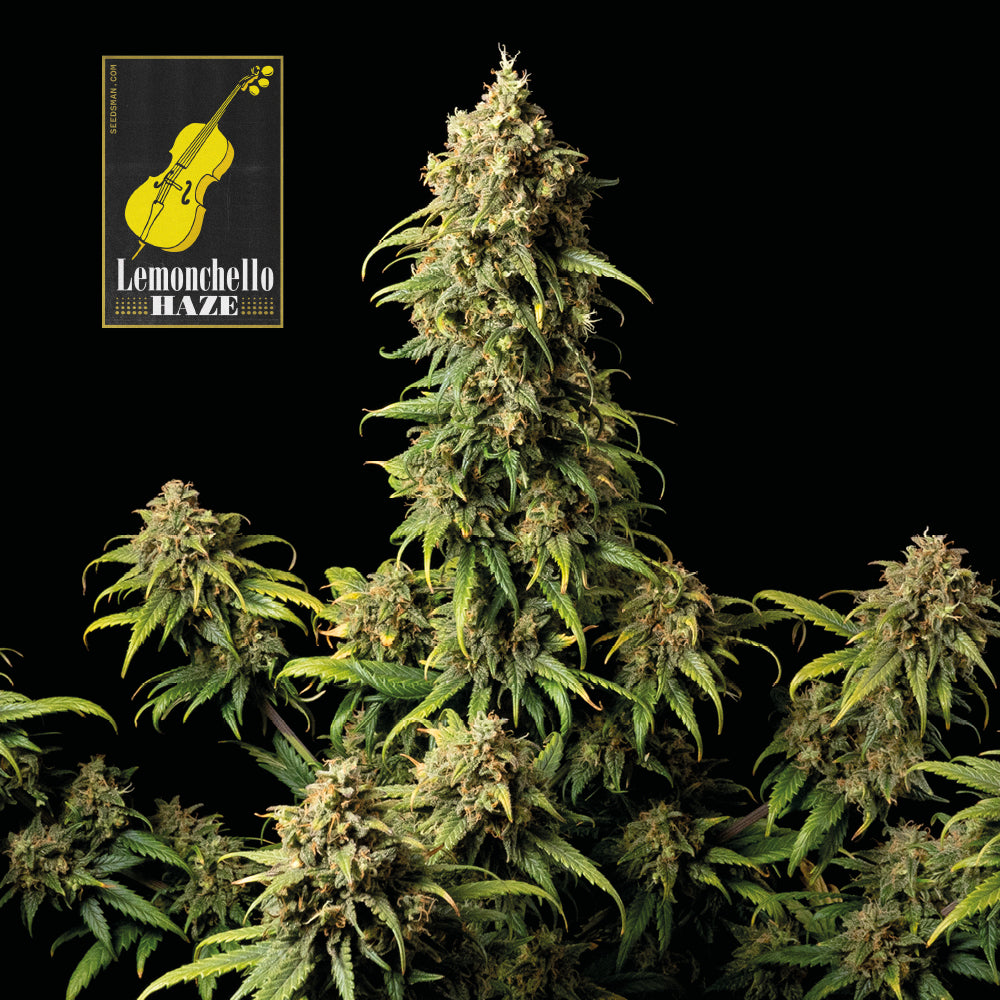 Lemonchello Haze (Seedsman) feminisiert Cannabis Samen von Seedsman