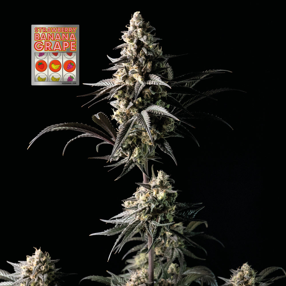 Strawberry Banana Grape (Seedsman) feminisiert Cannabis Samen von Seedsman