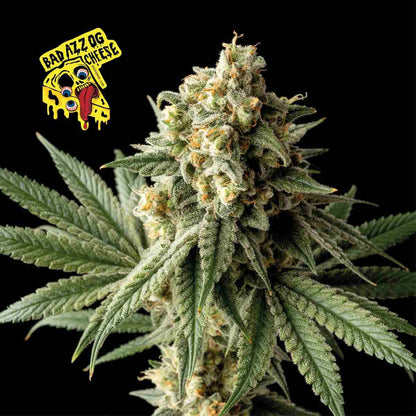 Badazz OG Cheese (Seedsman) feminisiert Cannabis Samen von Seedsman