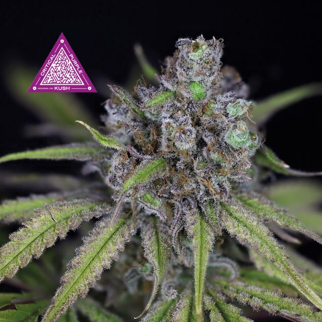 Critical Purple Kush (Seedsman) feminisiert Cannabis Samen von Seedsman