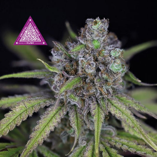 Critical Purple Kush (Seedsman) feminisiert Cannabis Samen von Seedsman