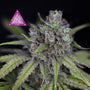 Critical Purple Kush (Seedsman) Feminized