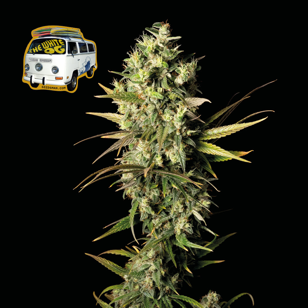 The White OG (Seedsman) feminisiert Cannabis Samen von Seedsman