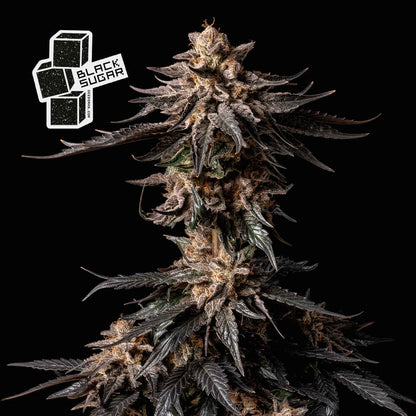 Black Sugar (Seedsman) feminisiert Cannabis Samen von Seedsman