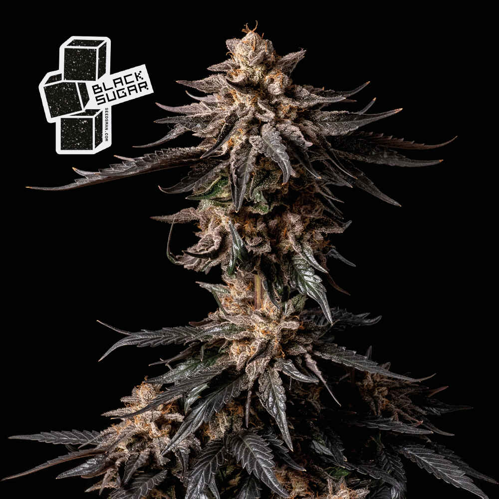 Black Sugar (Seedsman) feminisiert Cannabis Samen von Seedsman