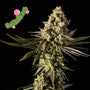 Bubba Kush (Seedsman) feminisiert