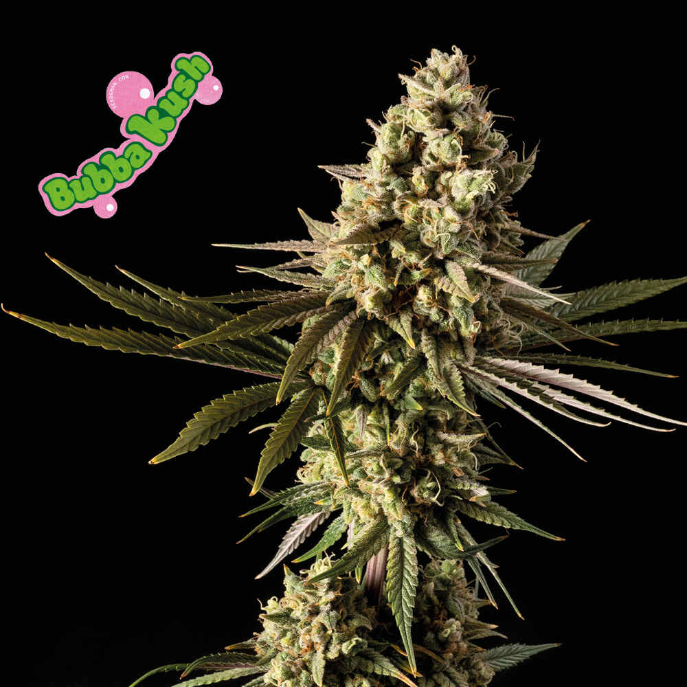 Bubba Kush (Seedsman) feminisiert Cannabis Samen von Seedsman