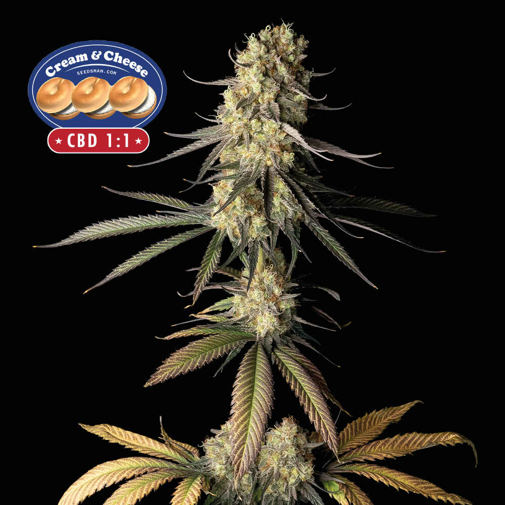 Cream & Cheese CBD 1:1 (Seedsman) feminisiert Cannabis Samen von Seedsman