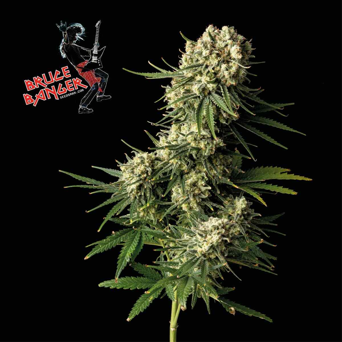 Bruce Banger (Seedsman) feminisiert Cannabis Samen von Seedsman