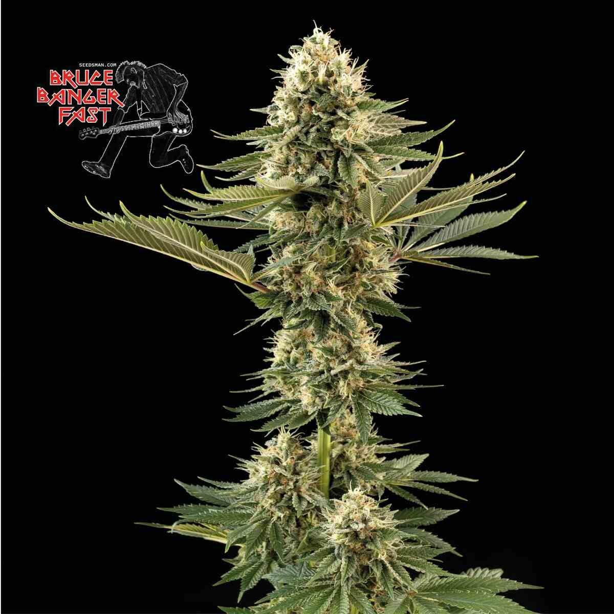 Bruce Banger Fast (Seedsman) feminisiert Cannabis Samen von Seedsman