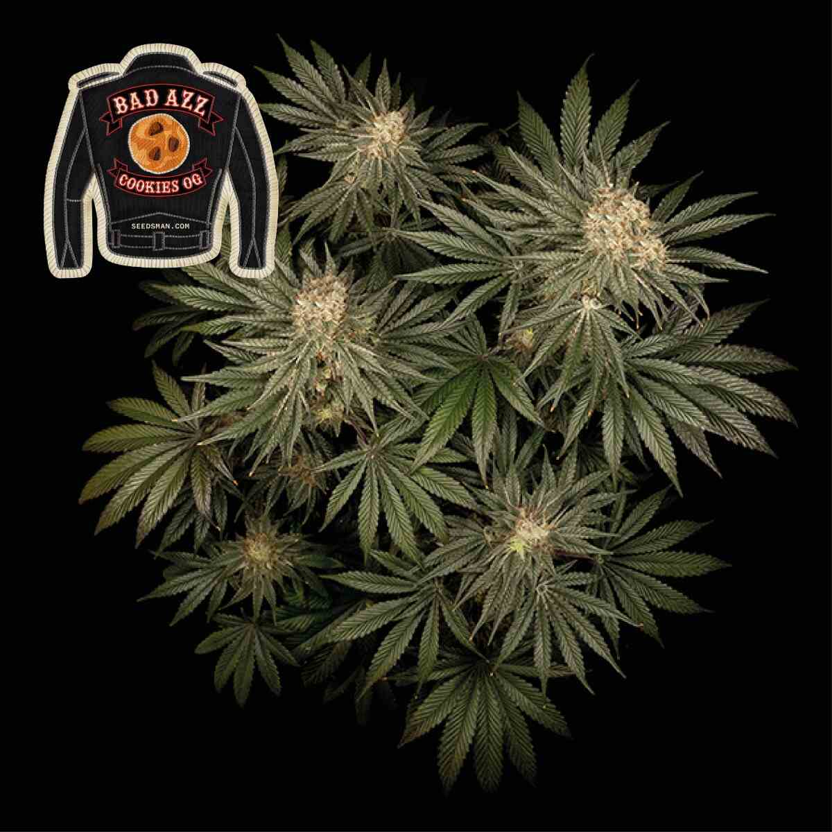 Badazz Cookies OG (Seedsman) feminisiert Cannabis Samen von Seedsman