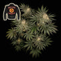 Badazz Cookies OG (Seedsman) Feminized