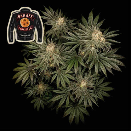 Badazz Cookies OG (Seedsman) feminisiert Cannabis Samen von Seedsman