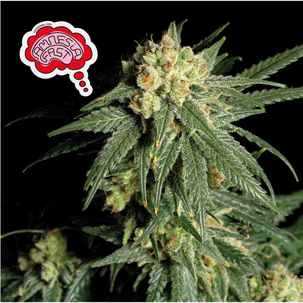 Amnesia Fast (Seedsman) feminisiert Cannabis Samen von Seedsman