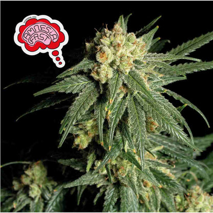 Amnesia Fast (Seedsman) feminisiert Cannabis Samen von Seedsman