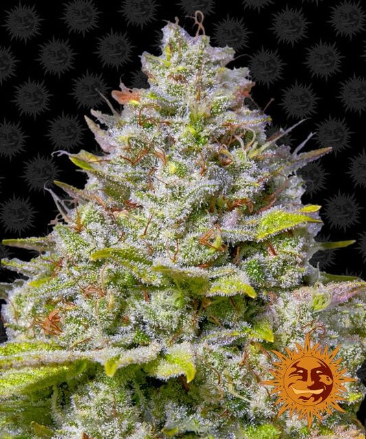 Blue Gelato 41 (Barney's Farm) feminisiert