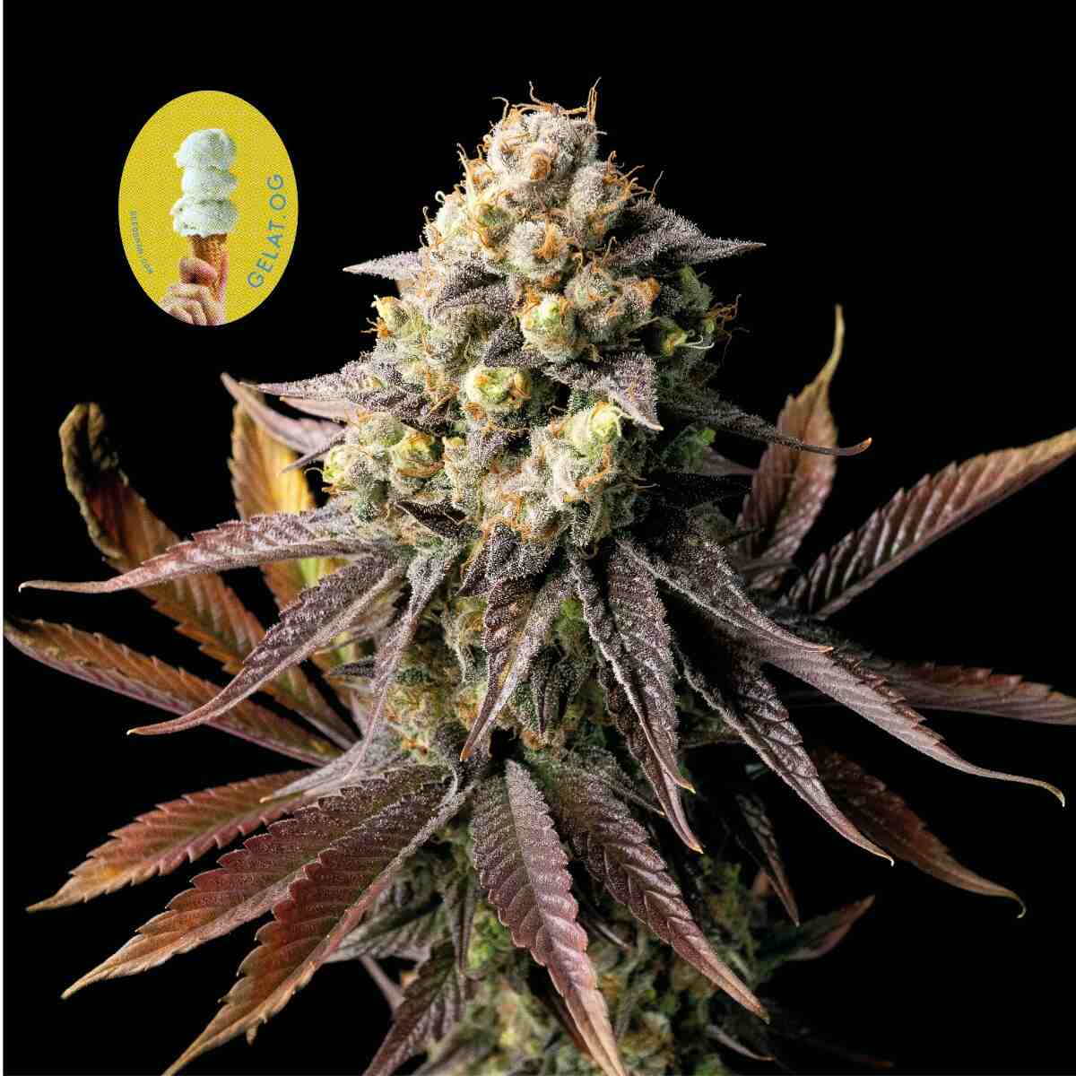 Gelat.OG (Seedsman) feminisiert Cannabis Samen von Seedsman