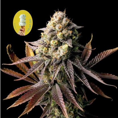 Gelat.OG (Seedsman) feminisiert Cannabis Samen von Seedsman